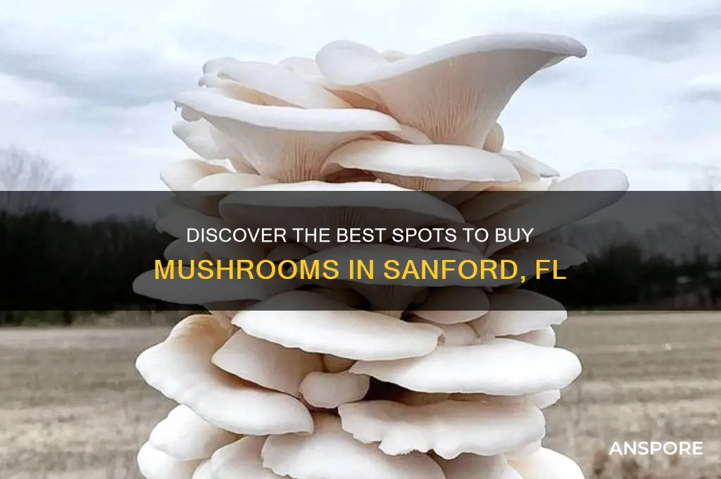 where to buy mushrooms sanford fl