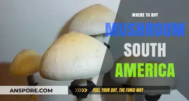 Discover South America's Best Spots to Buy Fresh Mushrooms