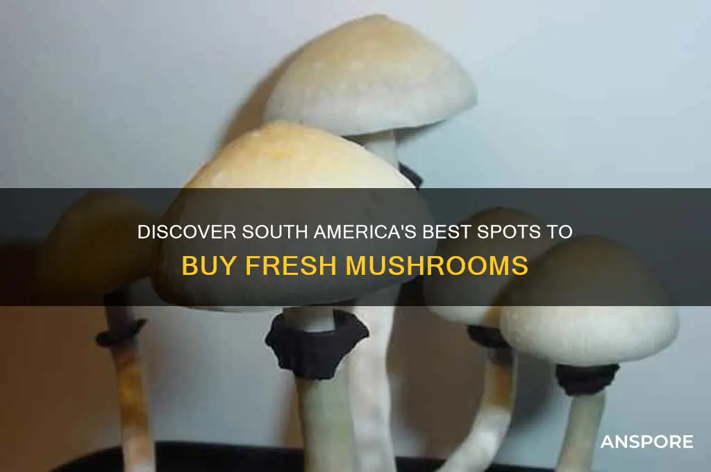 where to buy mushrooms south america