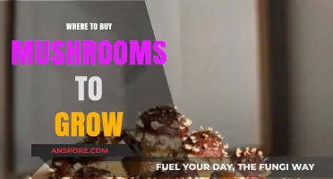 Best Places to Purchase Mushroom Grow Kits and Spores