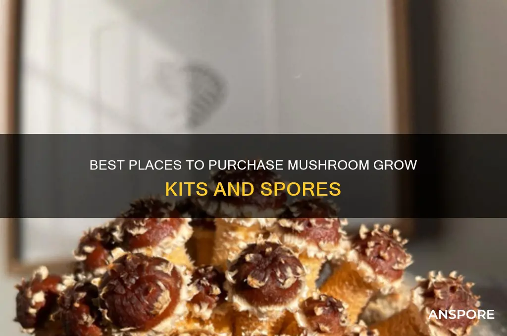 where to buy mushrooms to grow