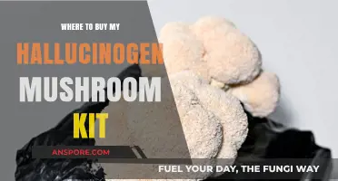 Best Places to Purchase Your Hallucinogen Mushroom Growing Kit