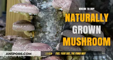Discover the Best Sources for Naturally Grown Mushrooms Today