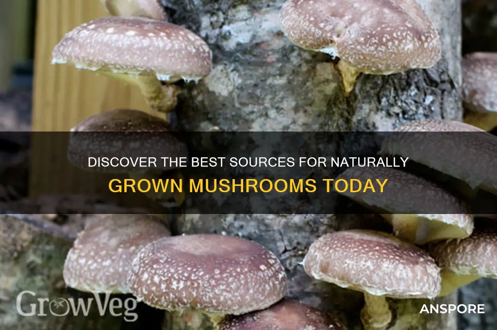 where to buy naturally grown mushrooms