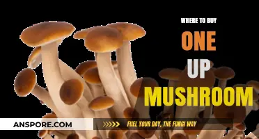 Discover the Best Places to Buy One Up Mushrooms Online