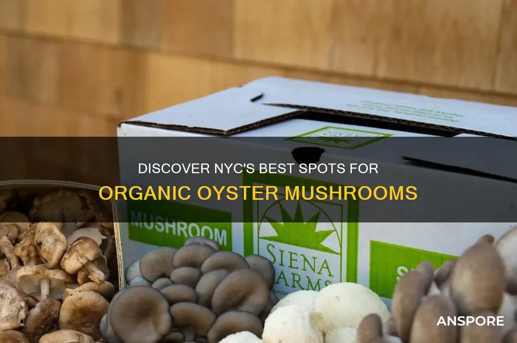 where to buy organic oyster mushrooms in nyc