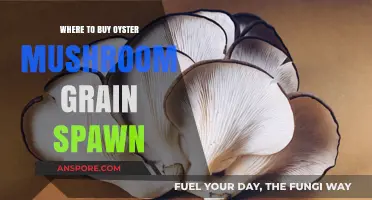 Best Places to Purchase Oyster Mushroom Grain Spawn Online & Locally