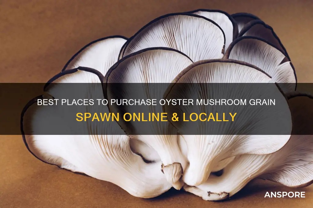 where to buy oyster mushroom grain spawn