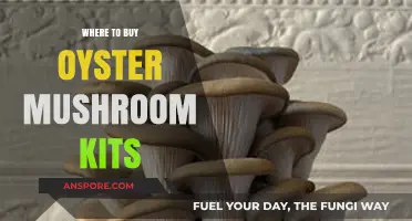 Best Places to Purchase Oyster Mushroom Kits for Home Growing