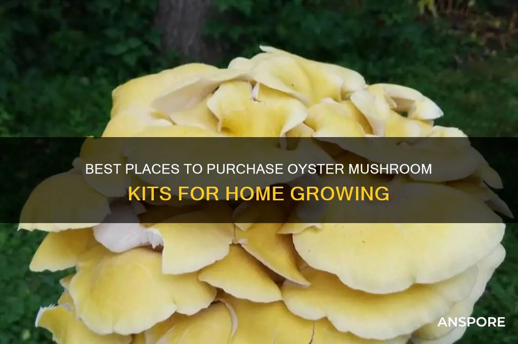 where to buy oyster mushroom kits