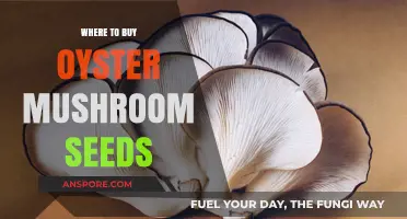 Best Places to Purchase Oyster Mushroom Spawn for Cultivation