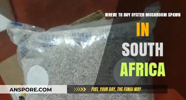 Best Places to Purchase Oyster Mushroom Spawn in South Africa