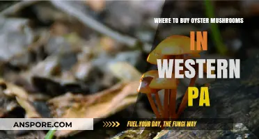 Discover the Best Spots to Buy Oyster Mushrooms in Western PA