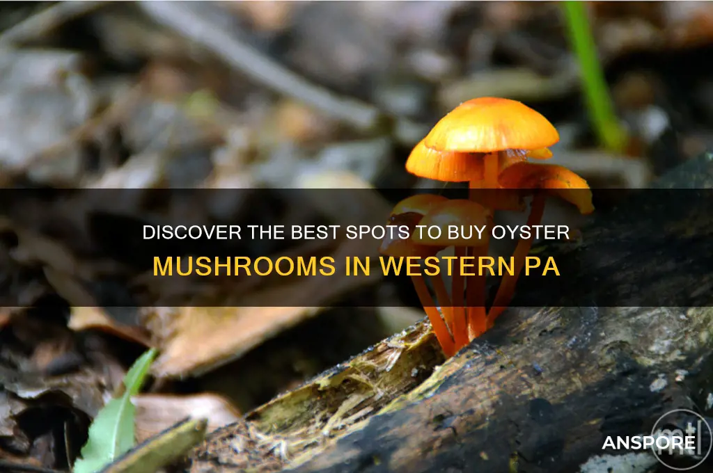 where to buy oyster mushrooms in western pa