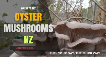 Discover Top Oyster Mushroom Suppliers in New Zealand: Your Ultimate Guide