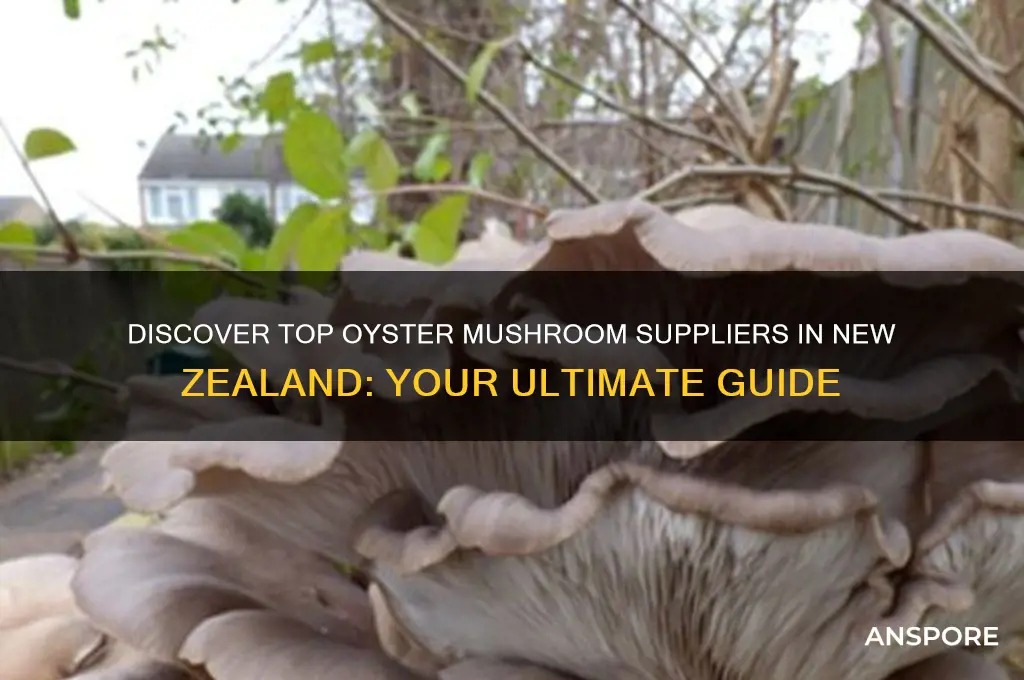 where to buy oyster mushrooms nz