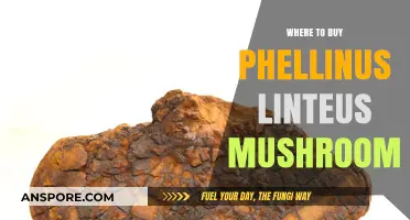 Discover Top Sources to Buy Phellinus Linteus Mushroom Online