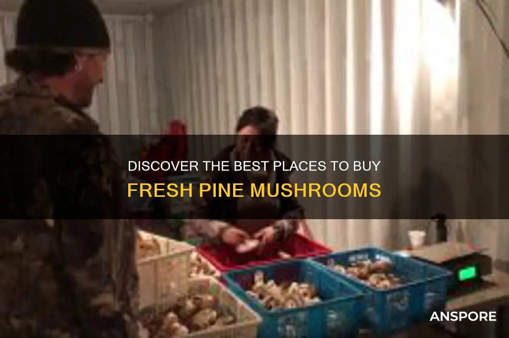 where to buy pine mushrooms