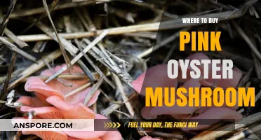 Discover Top Sources to Buy Fresh Pink Oyster Mushrooms