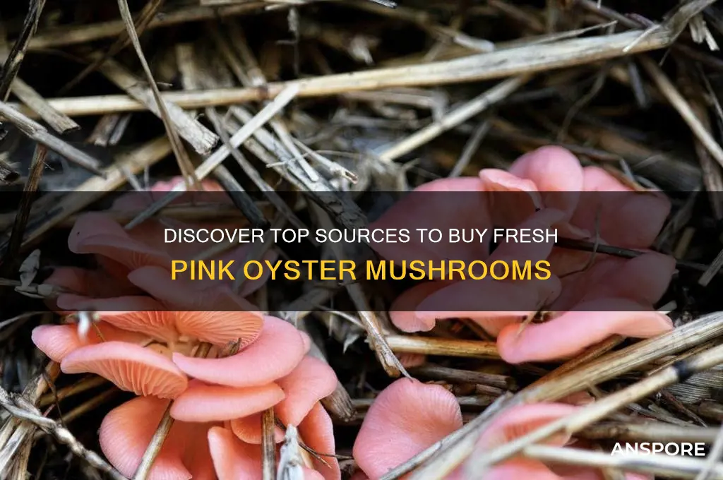where to buy pink oyster mushrooms