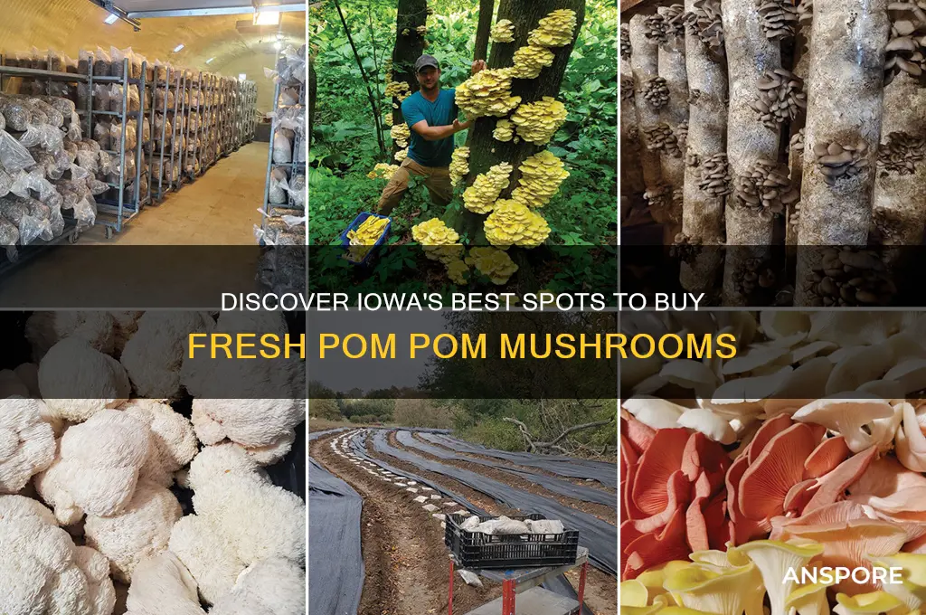 where to buy pom pom fresh mushrooms in iowa