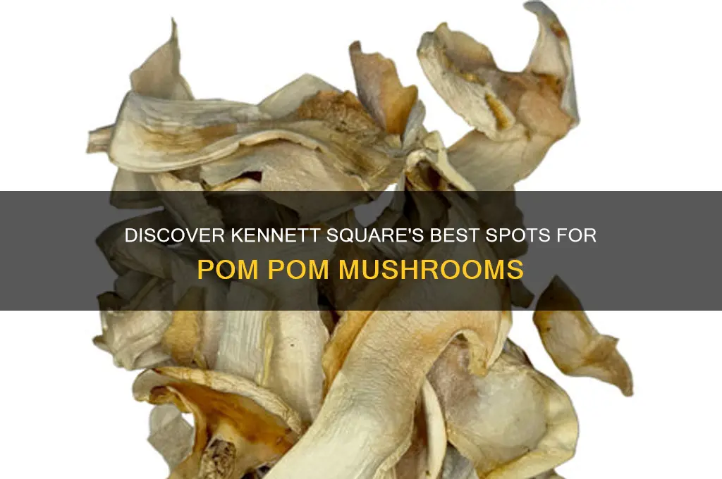 where to buy pom pom mushrooms in kennett square pa
