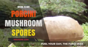 Best Places to Purchase Porcini Mushroom Spores for Cultivation