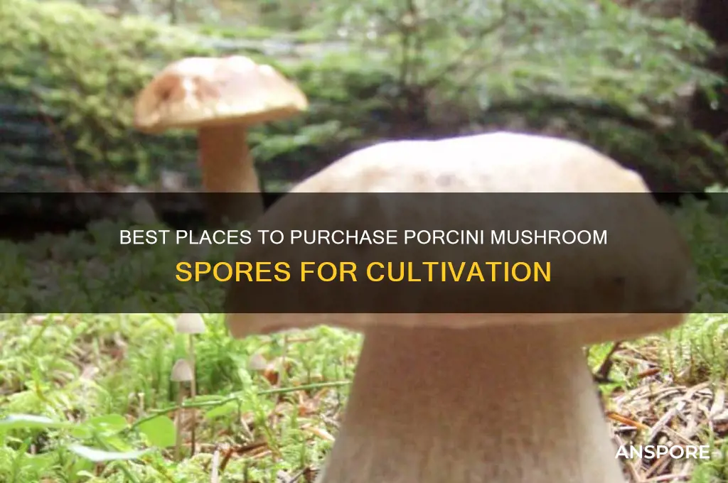 where to buy porcini mushroom spores