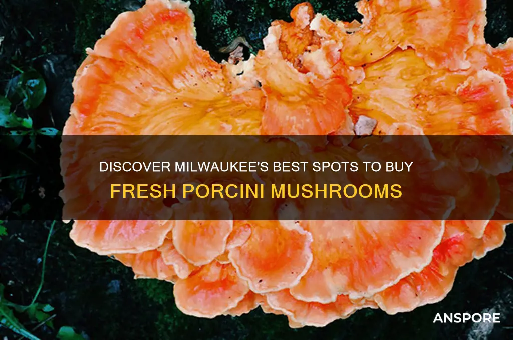 where to buy porcini mushrooms in milwaukee