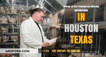 Houston's Best Spots for Fresh Porcini and Shiitake Mushrooms