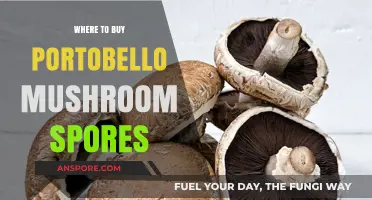 Best Places to Purchase Portobello Mushroom Spores for Cultivation
