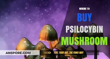 Where to Buy Psilocybin Mushrooms: A Comprehensive Guide