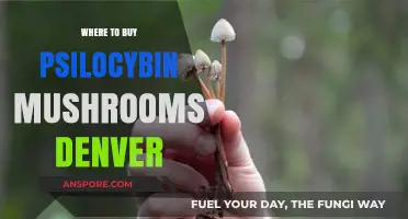 Denver's Top Spots to Purchase Psilocybin Mushrooms Legally and Safely