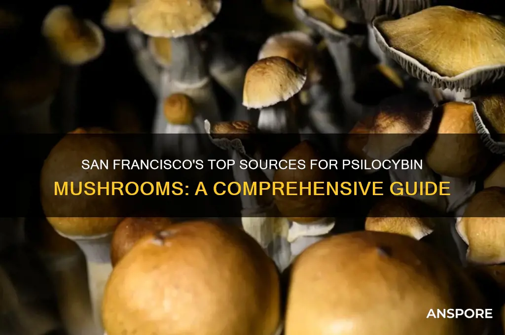 where to buy psilocybin mushrooms in san francisco