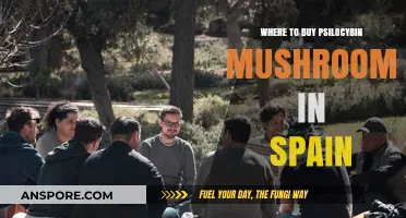 Finding Psilocybin Mushrooms in Spain: Legal Sources and Safe Options