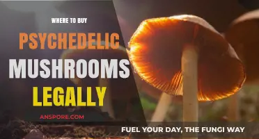 Legal Psychedelic Mushroom Sources: Where to Buy Safely and Compliantly