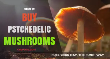 Exploring Legal Sources: Where to Buy Psychedelic Mushrooms Safely