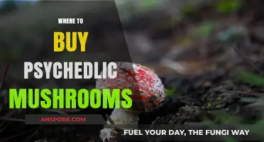 Exploring Legal Sources: Where to Safely Purchase Psychedelic Mushrooms