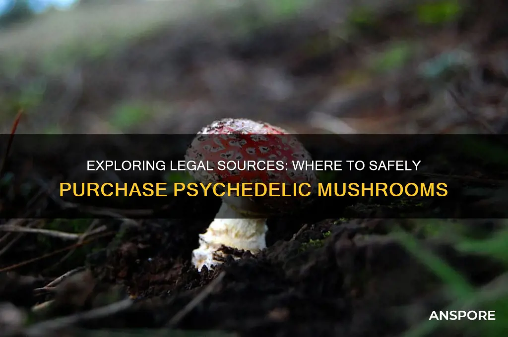 where to buy psychedlic mushrooms
