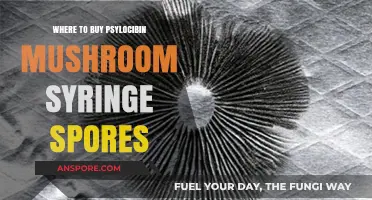 Where to Buy Psilocybin Mushroom Syringe Spores: A Comprehensive Guide