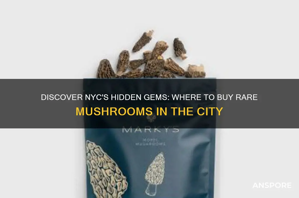 where to buy rare mushrooms nyc