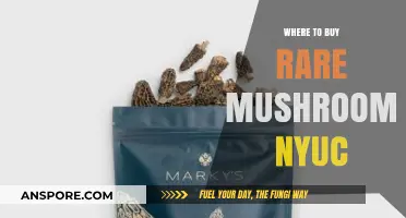 Discover Rare Mushrooms in NYC: Top Spots to Buy Unique Varieties