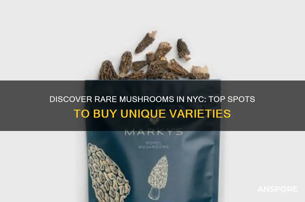 where to buy rare mushrooms nyuc