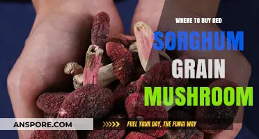 Discover the Best Places to Buy Red Sorghum Grain Mushrooms