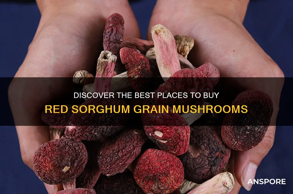 where to buy red sorghum grain mushrooms