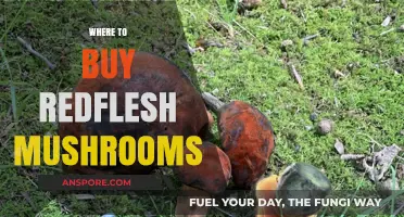 Discover the Best Sources to Buy Red Flesh Mushrooms Today