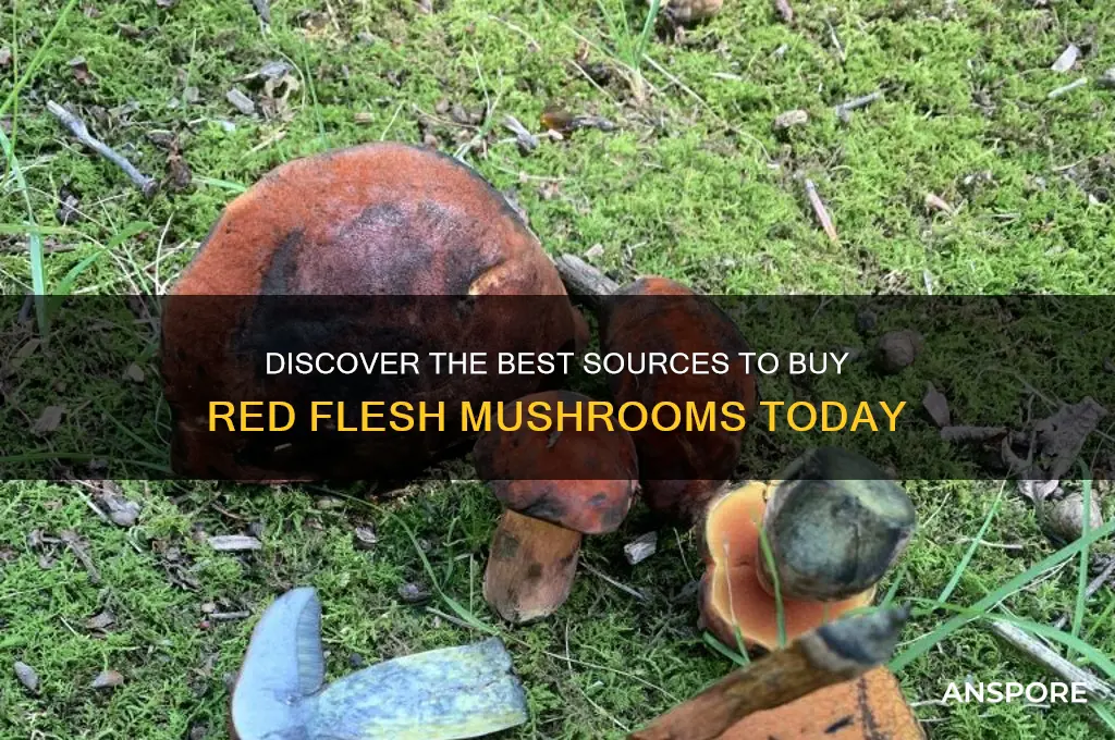 where to buy redflesh mushrooms