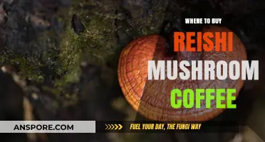 Discover the Best Places to Buy Reishi Mushroom Coffee Online
