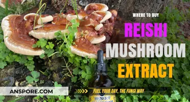 Discover Top Sources for Premium Reishi Mushroom Extract Online