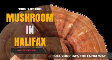 Discover Halifax's Best Spots to Buy Reishi Mushrooms Locally